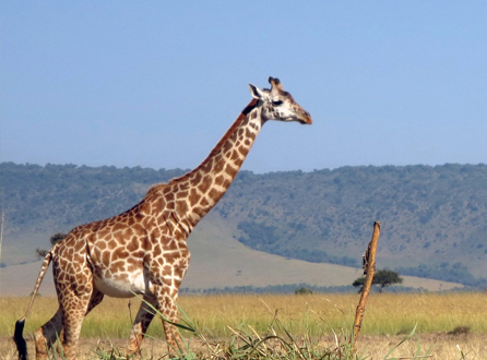 MASAI MARA, TANZANIA