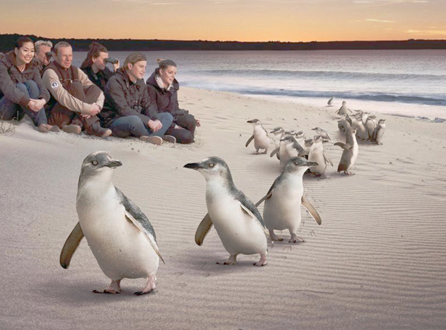 PENGUINES PARADE, AUSTRALIA