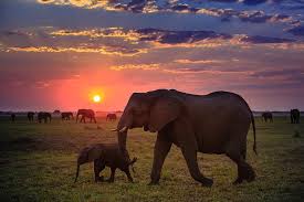 NATIONAL AMBOSELI PARK, TANZANIA