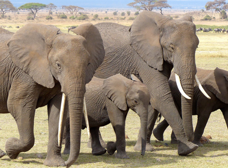 NATIONAL AMBOSELI PARK, TANZANIA